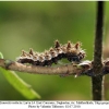 limenitis reducta larva4b